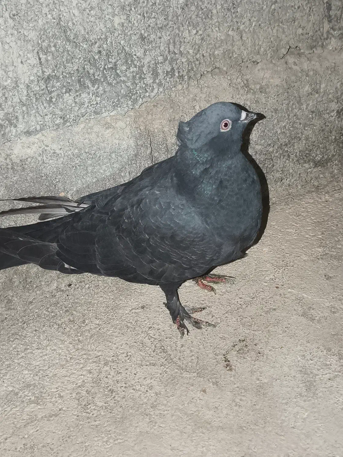 کبوتر زاغ|پرنده|دهدشت, |دیوار