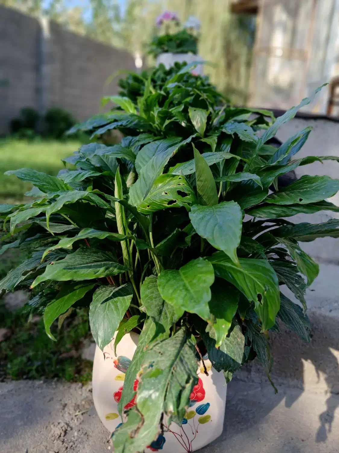 گل های طبیعی|گل و گیاه طبیعی|طاهرگوراب, |دیوار