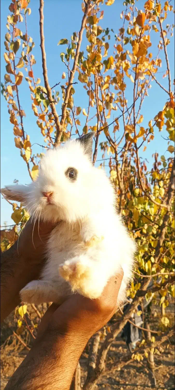 خرگوش جرسی|موش و خرگوش|سنندج, |دیوار