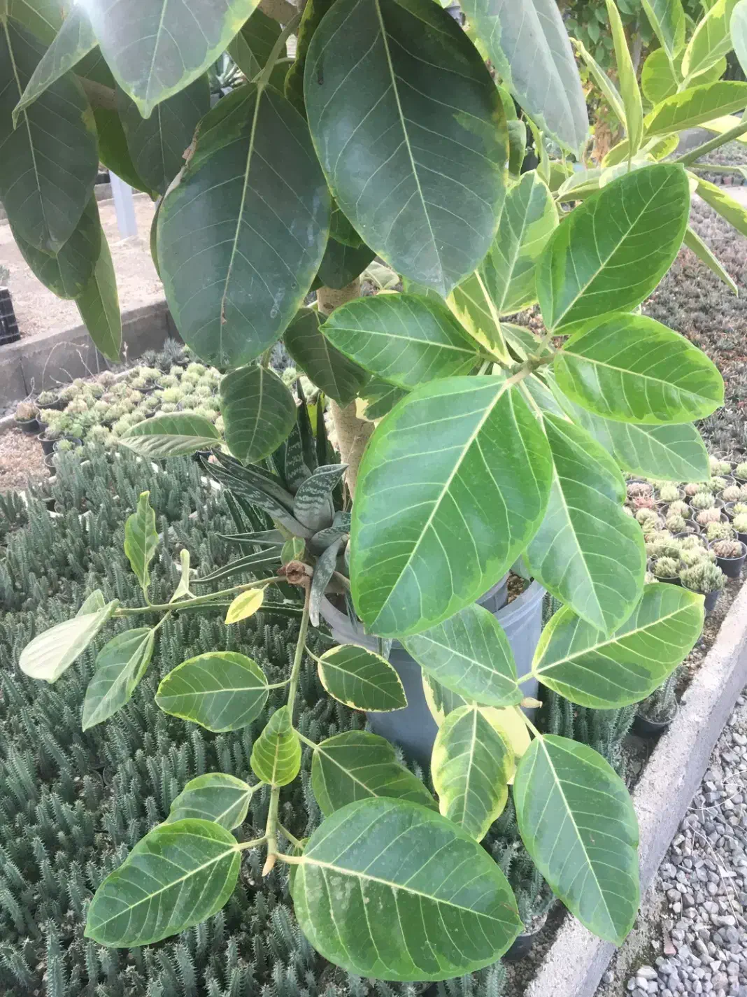 گل فیکوس ارتیسما|گل و گیاه طبیعی|صفادشت, |دیوار