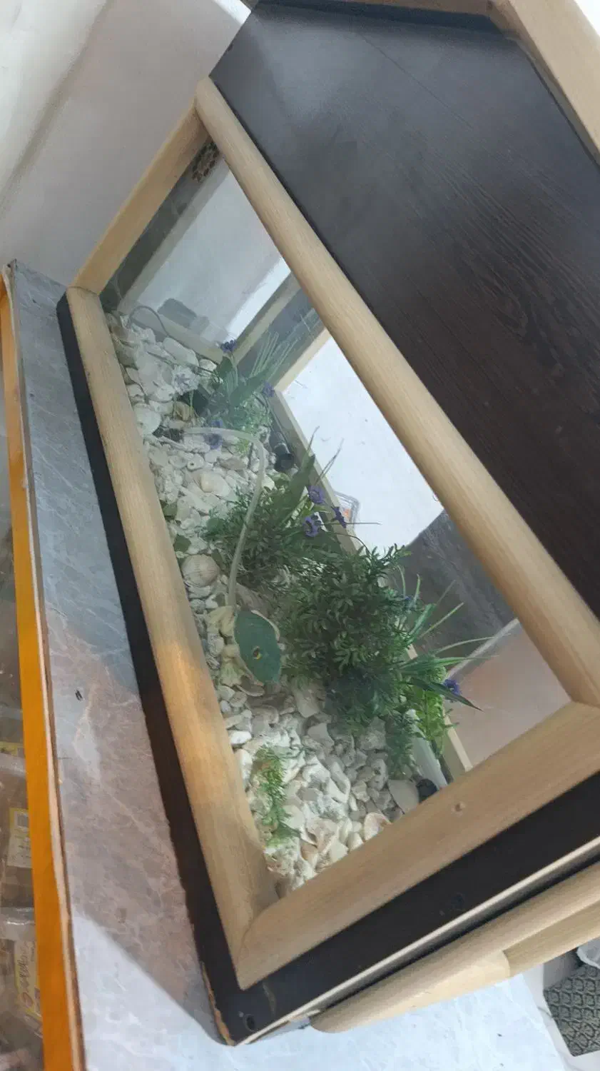 اکواریوم|ماهی|یاسوج, |دیوار