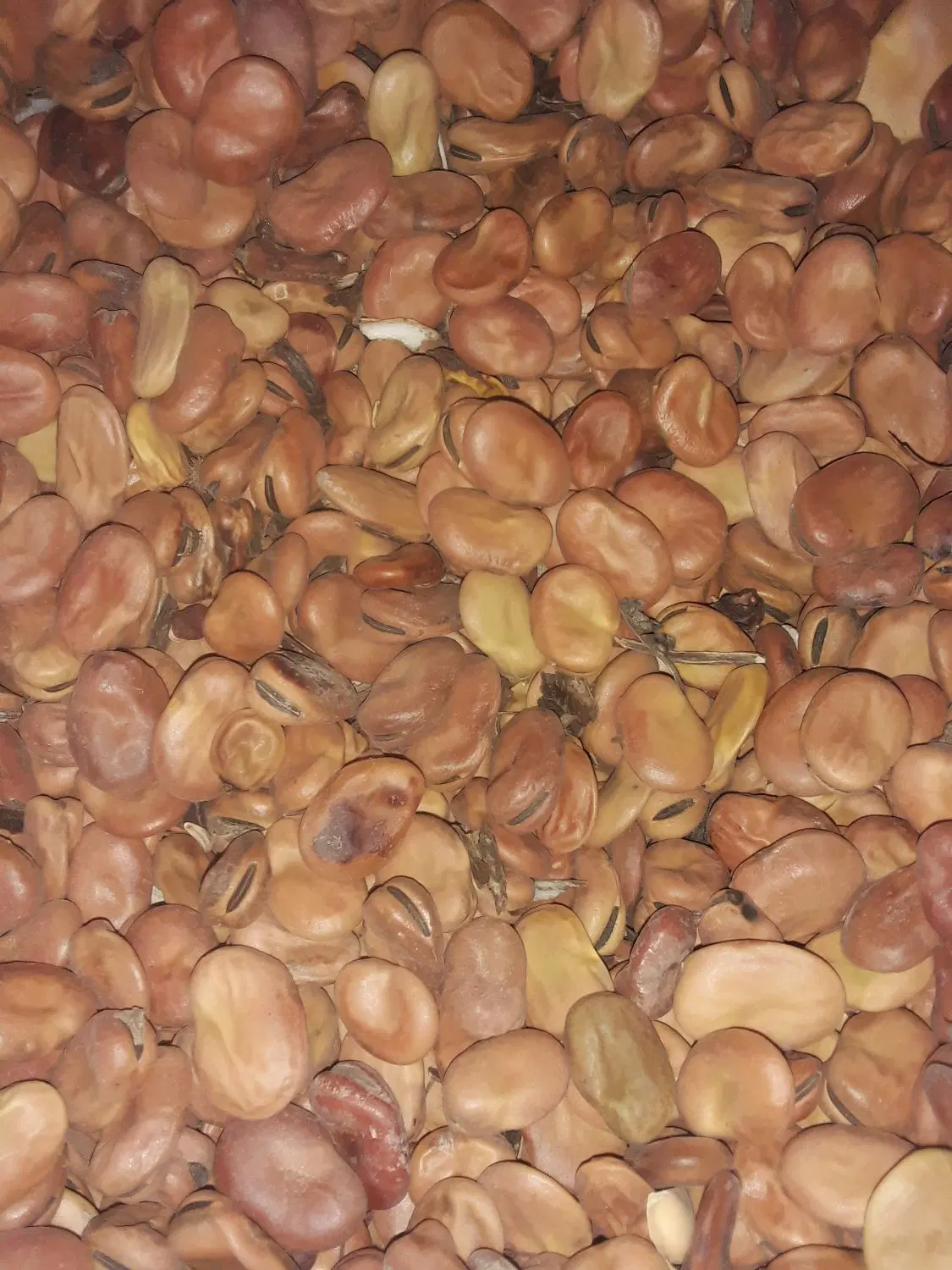 بذز|حراج|شوشتر, |دیوار