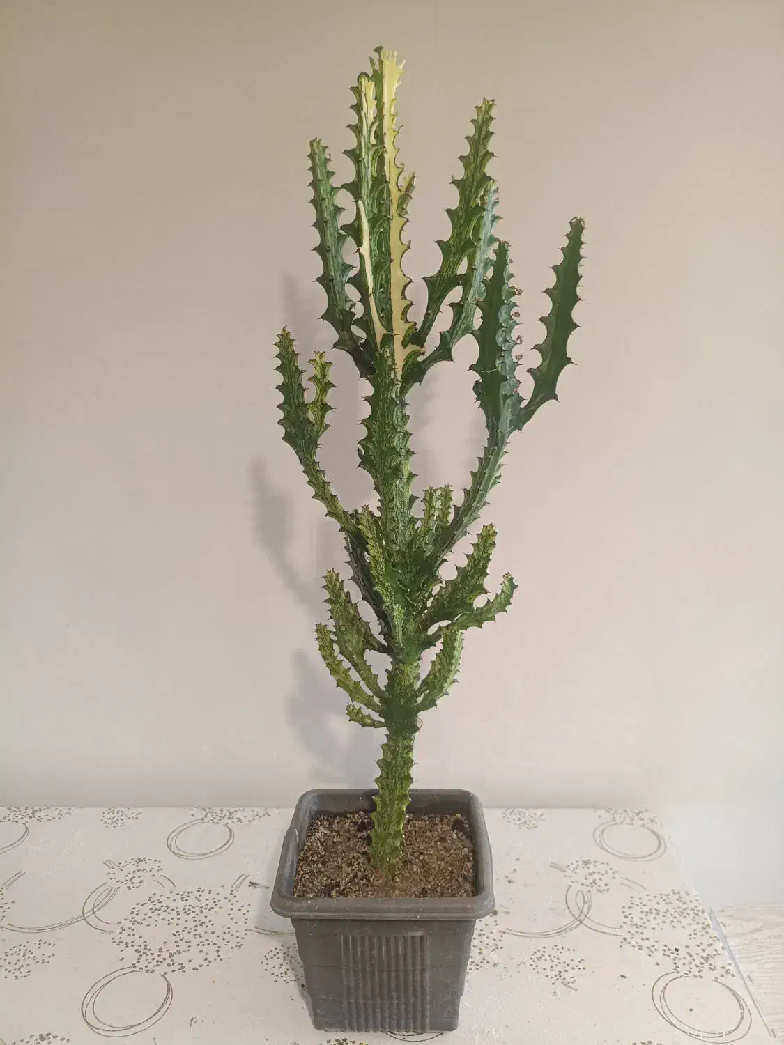 فروش انواع افوربیا و گیاهان اپارتمانی|گل و گیاه طبیعی|کرج, شهرک اوج|دیوار