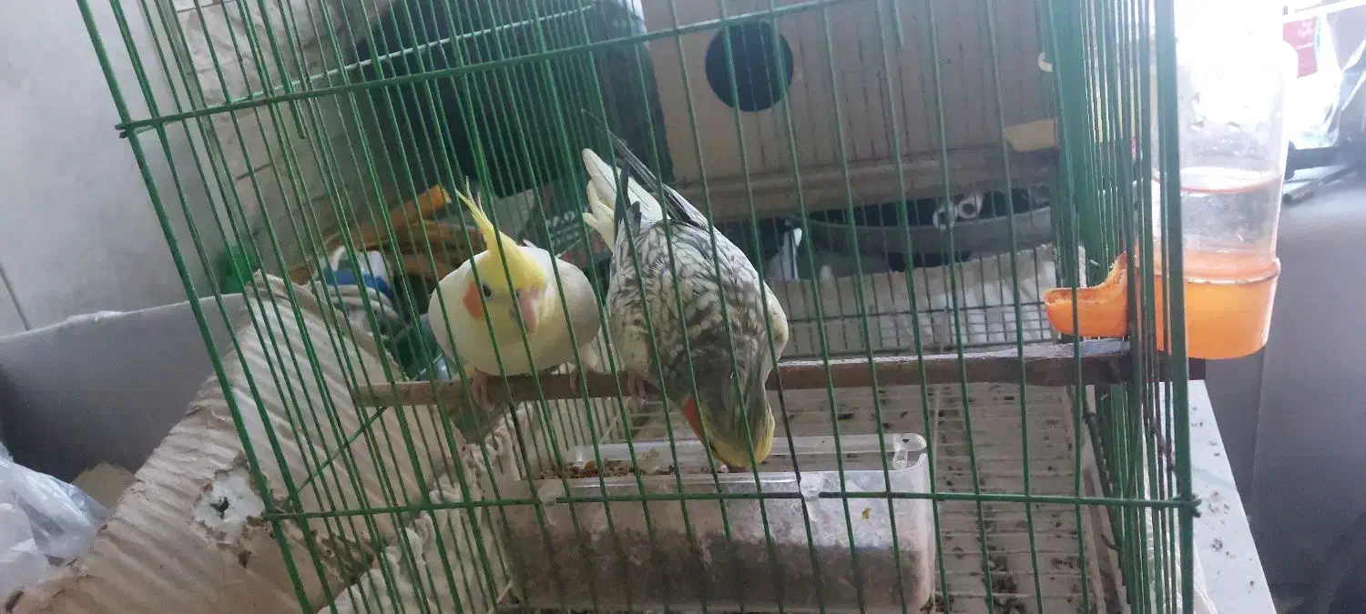 دوبچه طوطی عروس فریدونکنار|پرنده|فریدون‌کنار, |دیوار