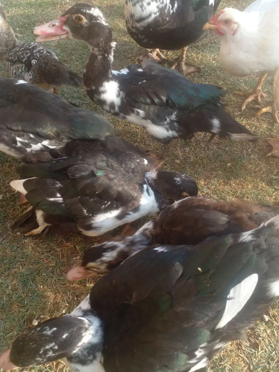 فروش اردک اسراییلی|حیوانات مزرعه|گنبد کاووس, |دیوار