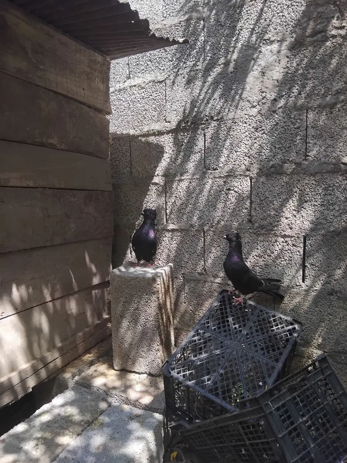 کبوتر|پرنده|کوچصفهان, |دیوار