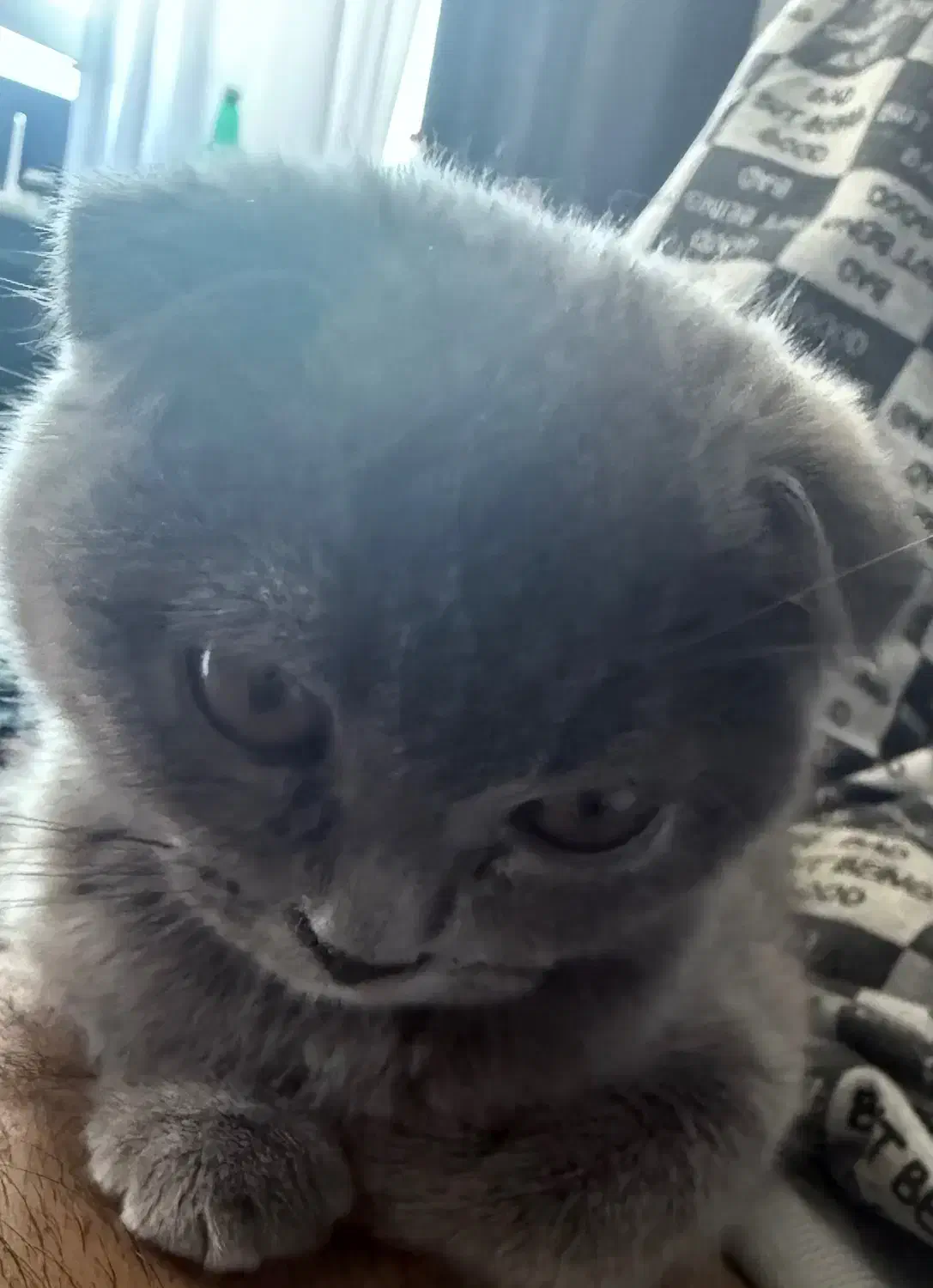 واگذاری گربه اسکاتیش|گربه|صدرا-فارس, فاز ۱|دیوار