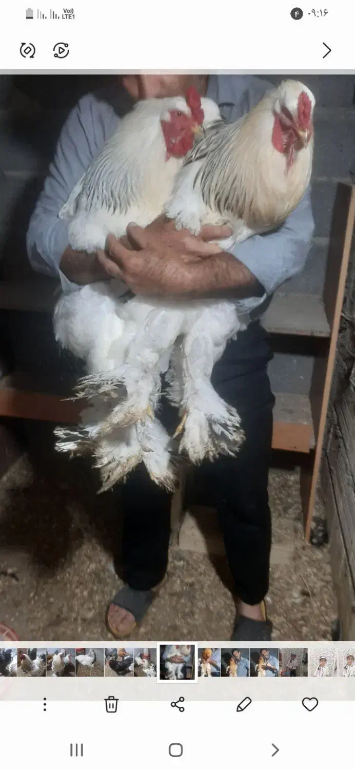 تخم برهمای اصیل|حیوانات مزرعه|رشت, شهرک قدس|دیوار