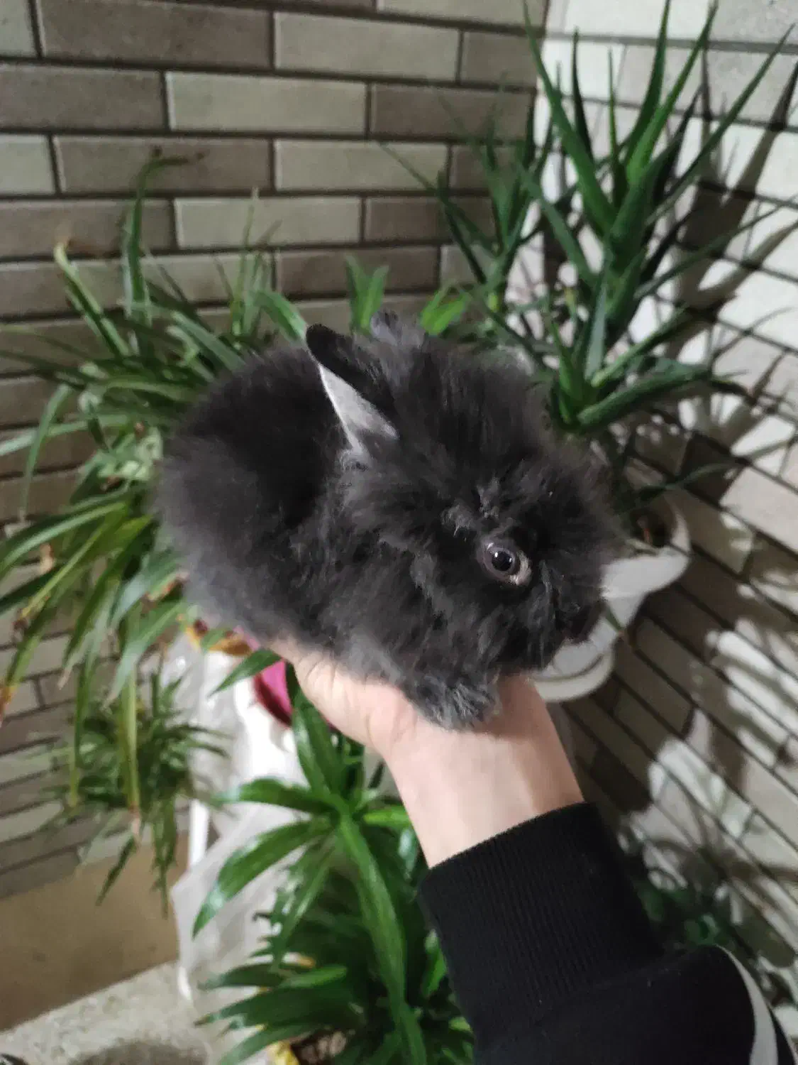 بچه خرگوش نژاد جرسی|موش و خرگوش|قم, شاه ابراهیم|دیوار