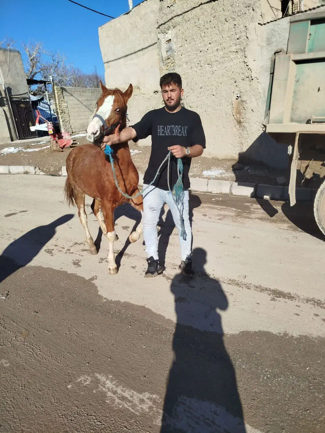 اسب کره|حیوانات مزرعه|ضیاء آباد, |دیوار