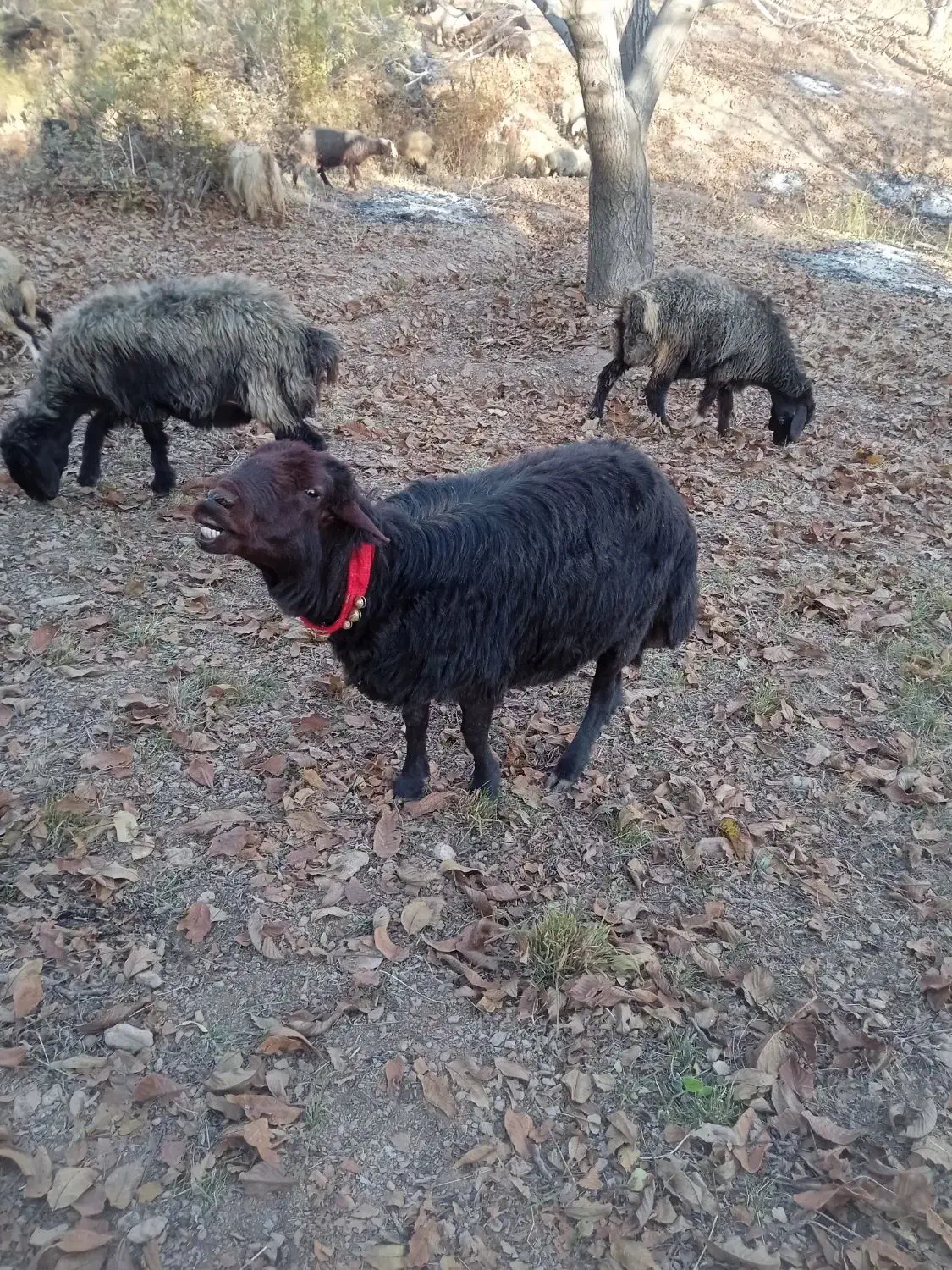 قوچ غزل افشار|حیوانات مزرعه|بوئین و میاندشت, |دیوار