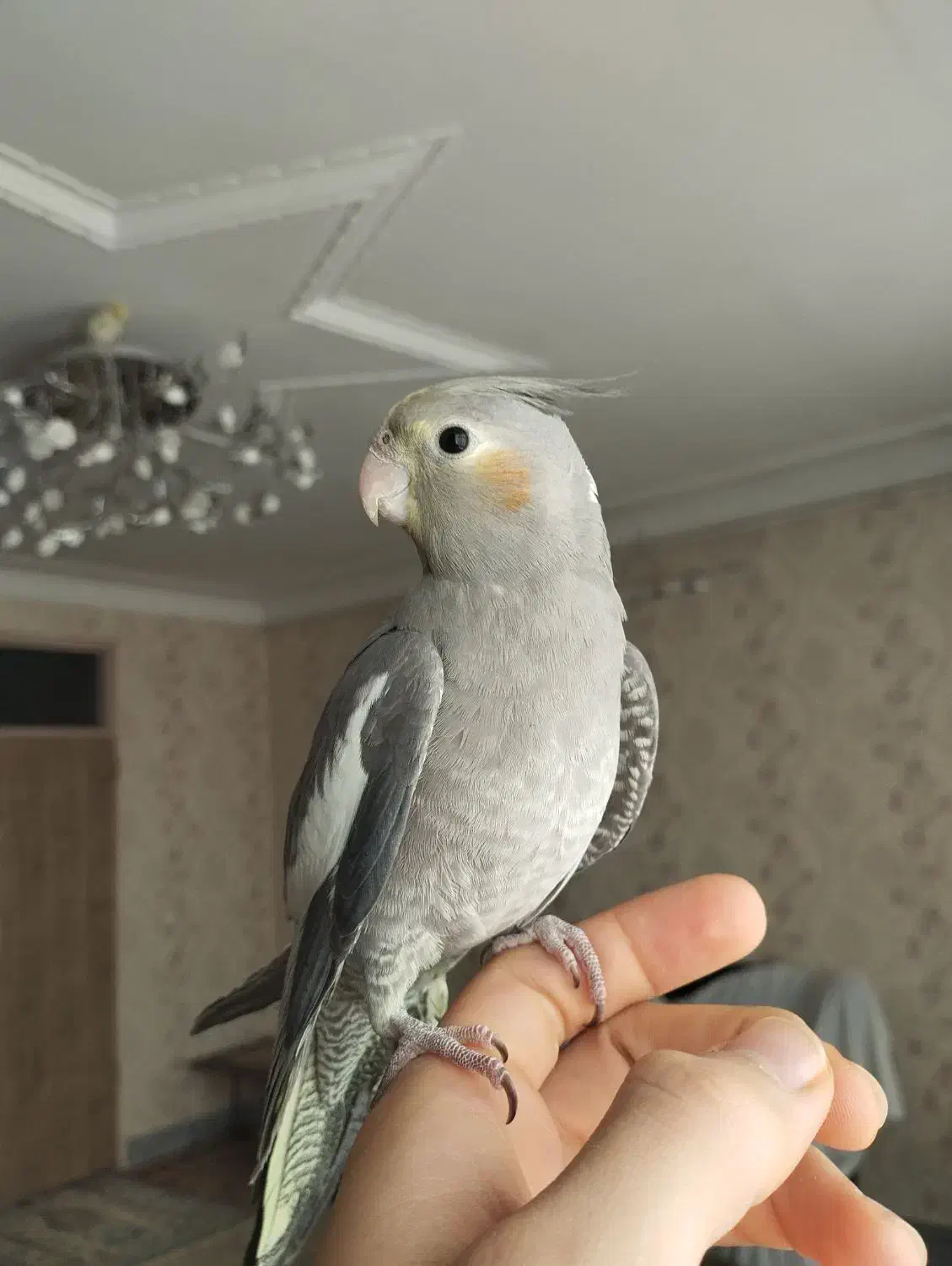 عروس هلندی 6 ماهه کاملاً دستی مناسب سخنگو شدن|پرنده|دورود, |دیوار