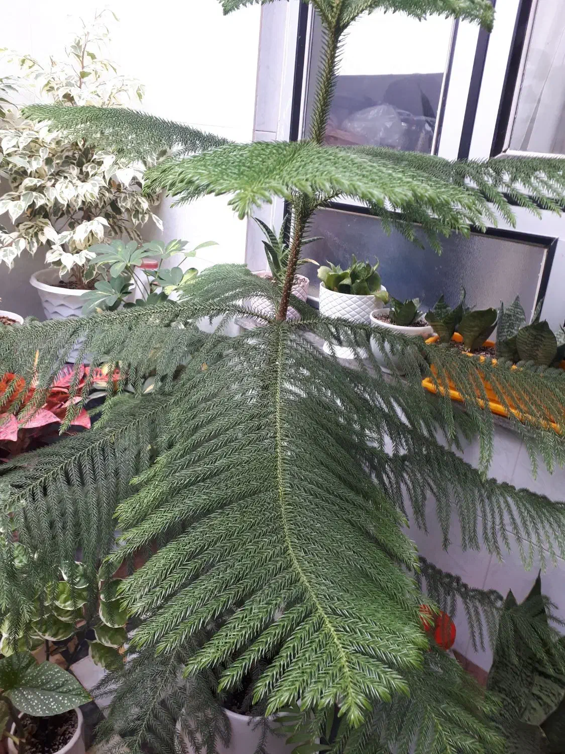 گل کاج|گل و گیاه طبیعی|نورآباد, |دیوار