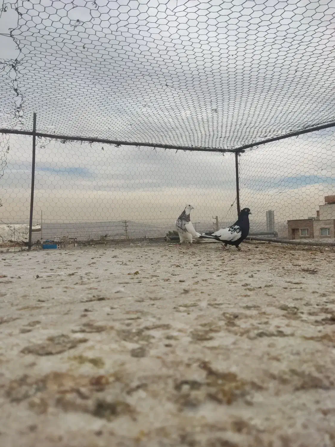 کفتر یا کبوتر|پرنده|شیراز, شهرک گلستان|دیوار