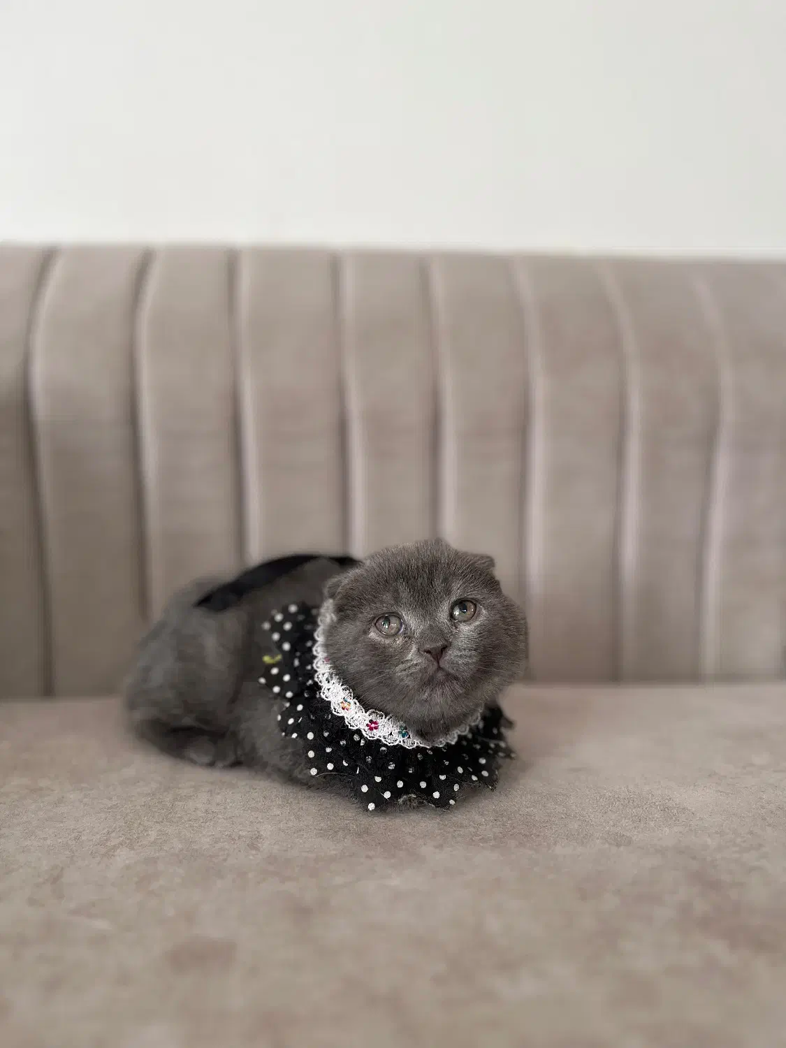 گربه های اصیل|گربه|شیراز, انجیره|دیوار