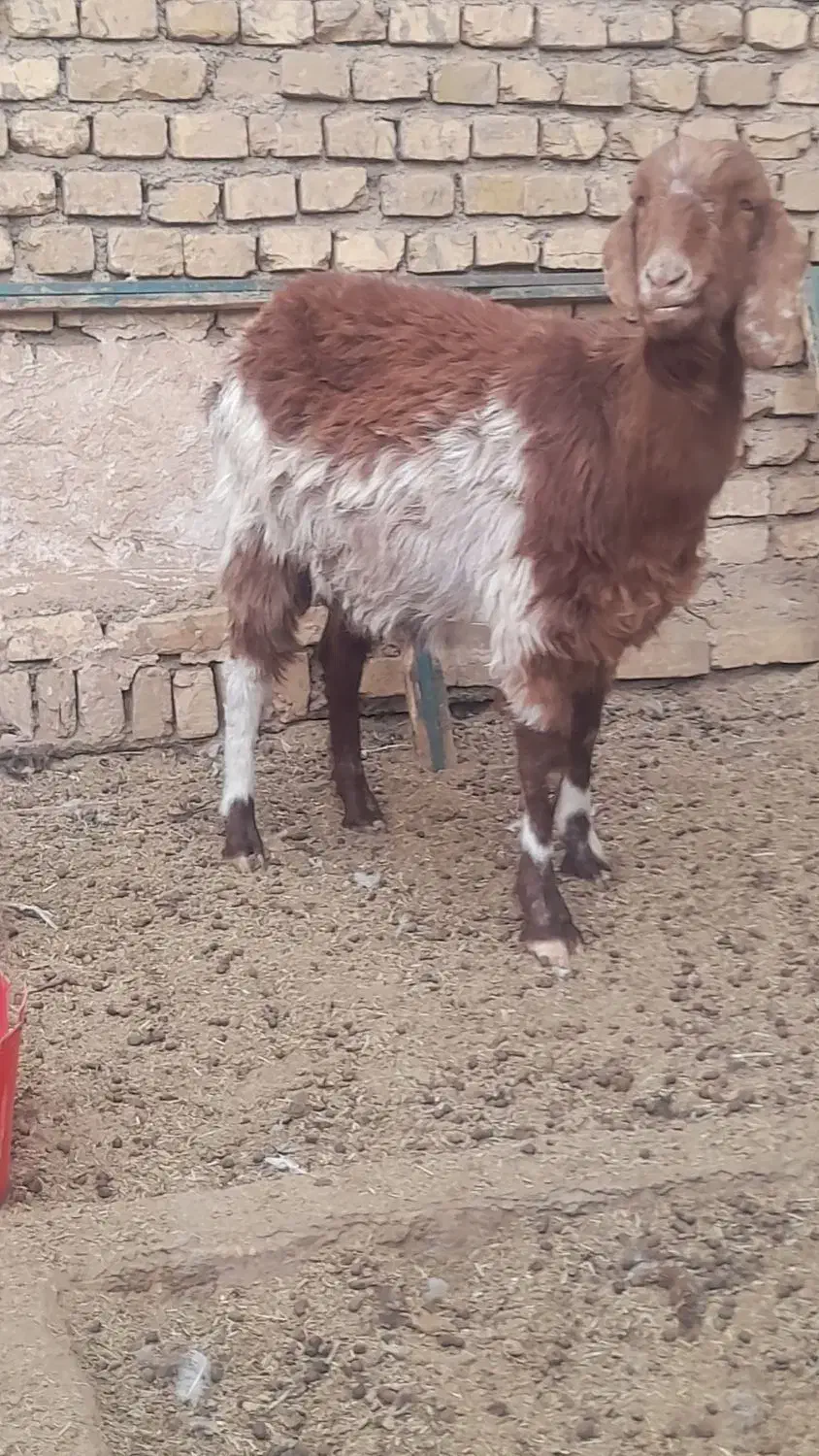 بز جوان|حیوانات مزرعه|اشکذر, |دیوار