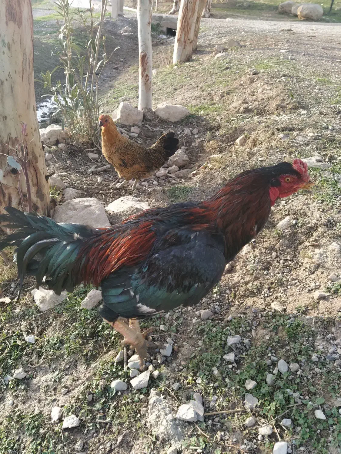 خروس لاری|حیوانات مزرعه|سرپل ذهاب, |دیوار