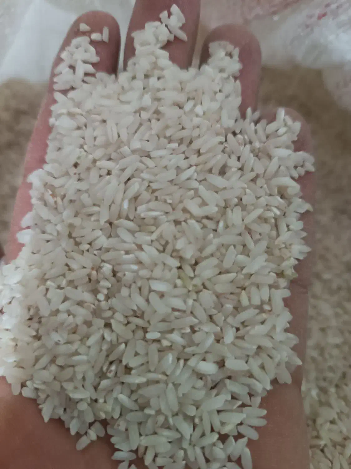 برج چمپا اصل به شرط پخت و عطر|خوردنی و آشامیدنی|منج, |دیوار