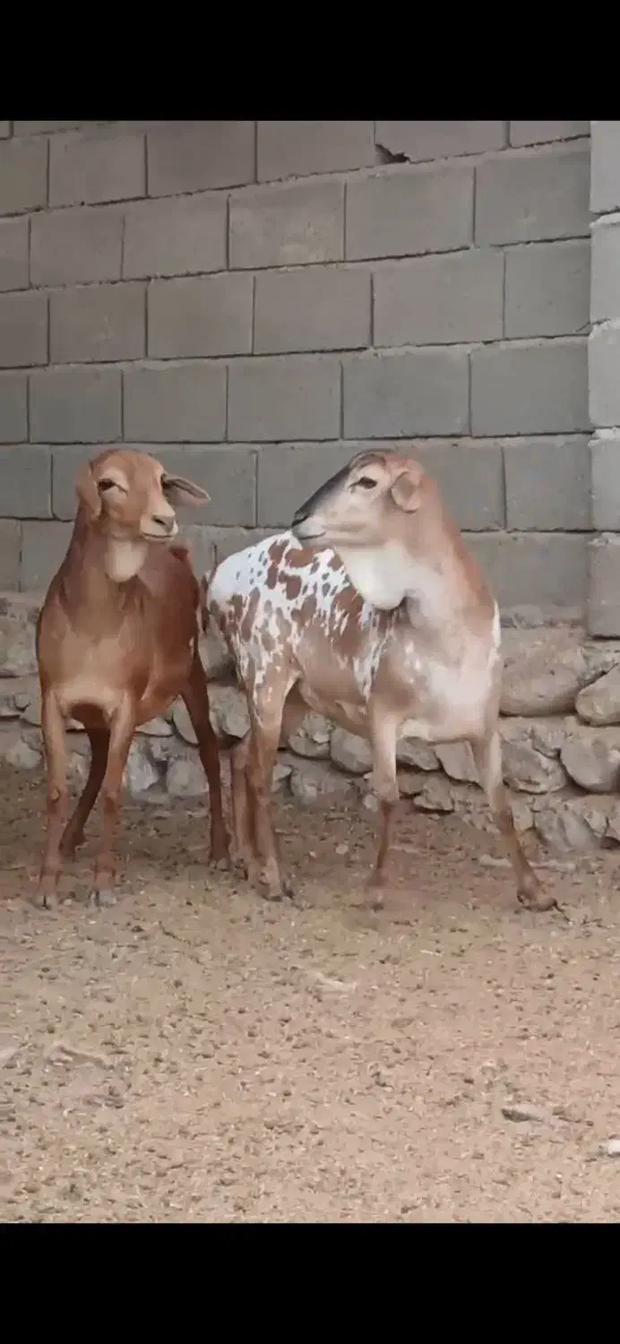 حیوان بز و گوسفند|حیوانات مزرعه|تفت, |دیوار