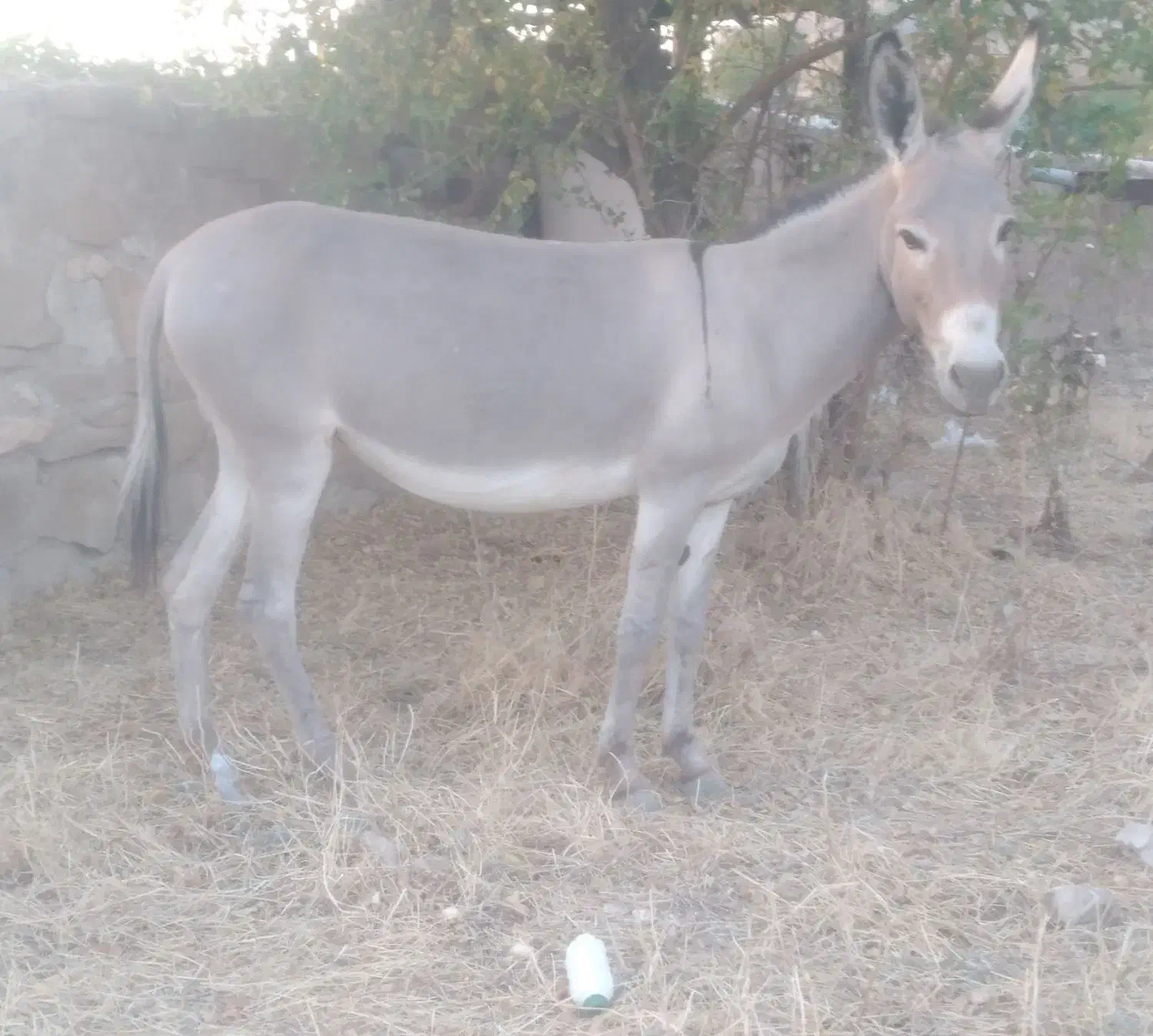 خرماده|حیوانات|بندرعباس, |دیوار