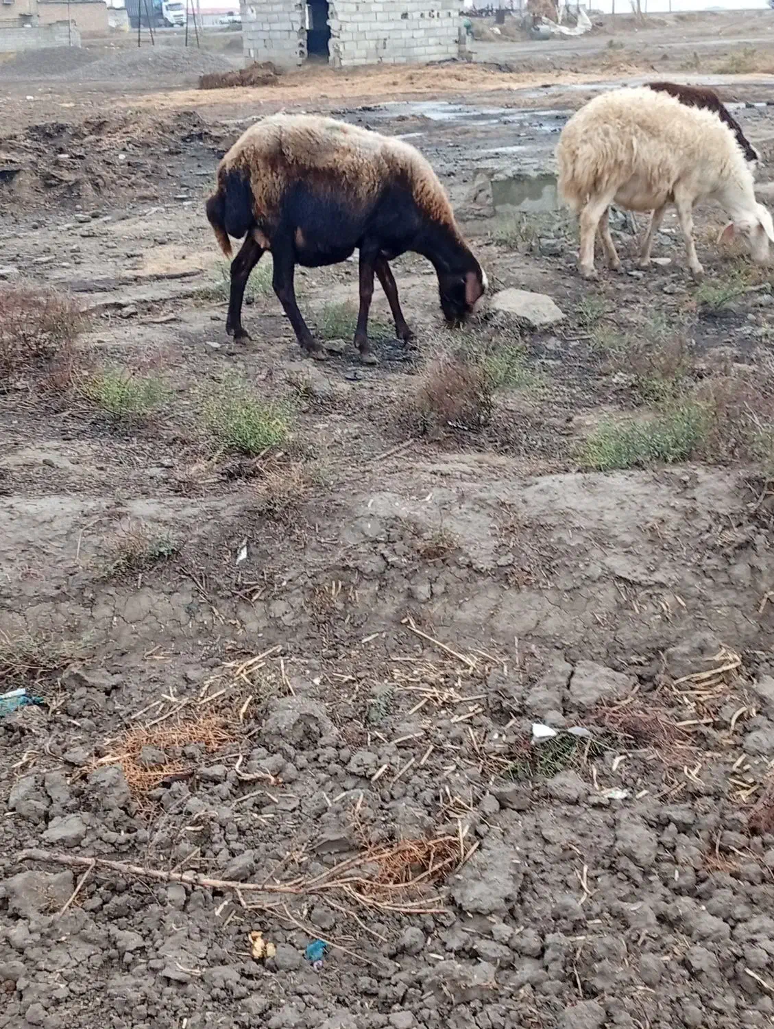 گوسفندابستن سنگین|حیوانات مزرعه|انبارآلوم, |دیوار