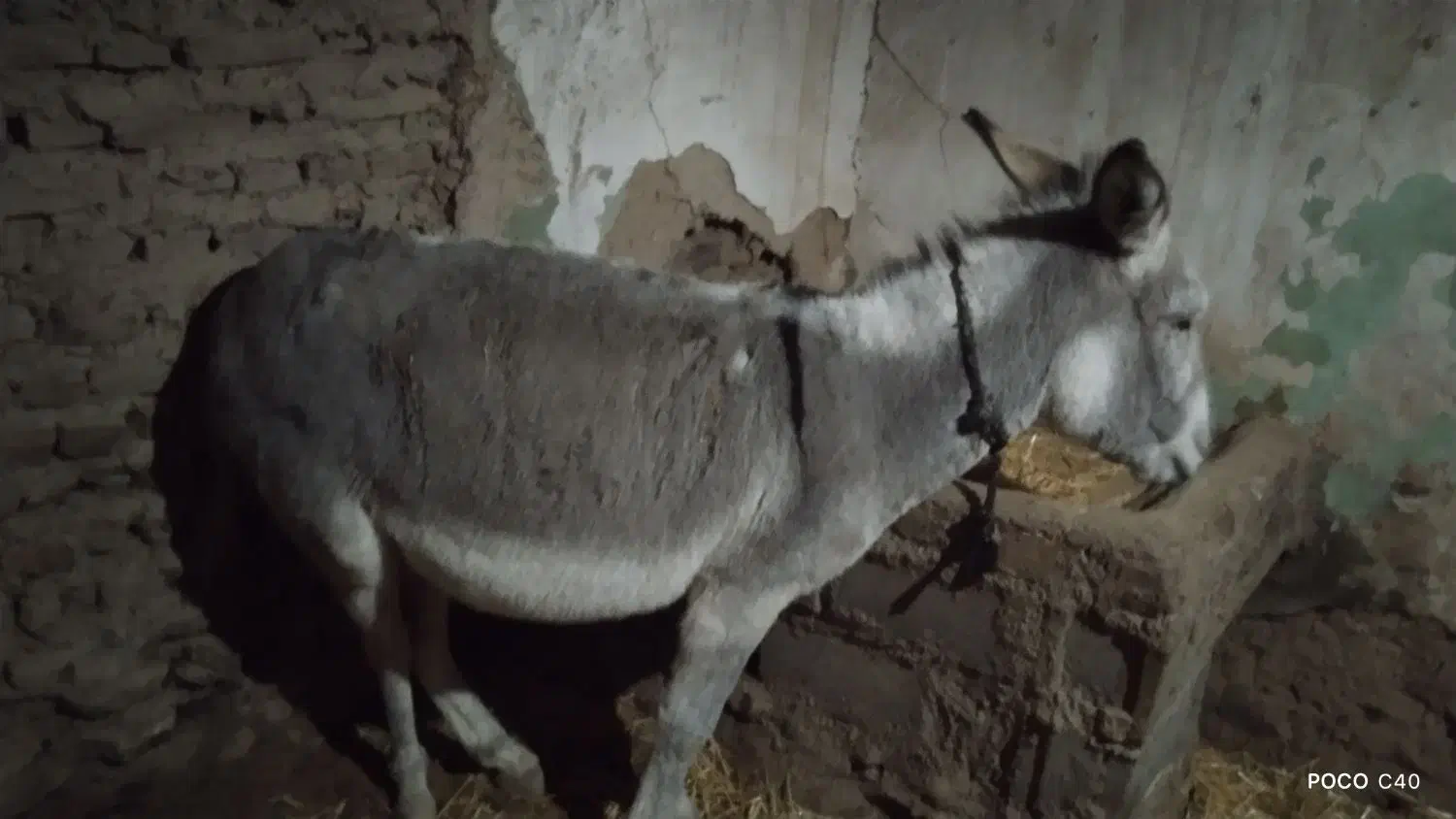 خر ماده|حیوانات مزرعه|سرولایت, |دیوار