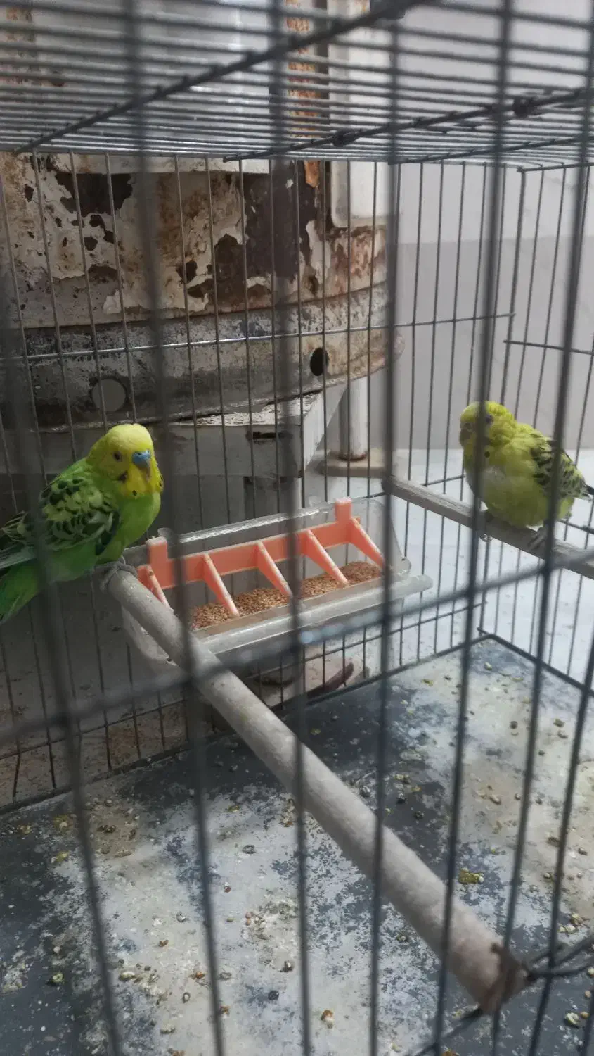 مرغ عشق|پرنده|قم, لسانی|دیوار