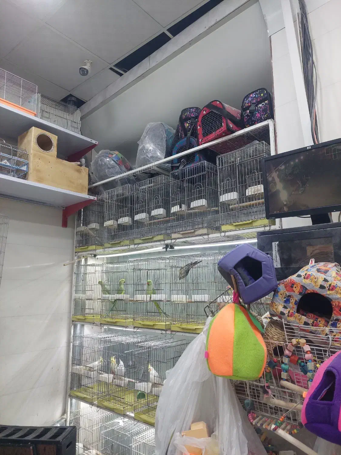 عروس هلندی|پرنده|شیراز, شهرک پرواز|دیوار