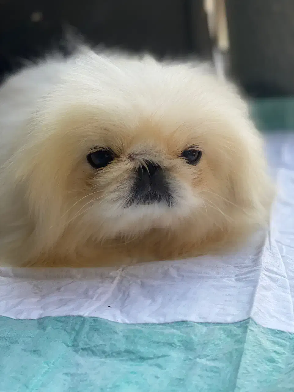 ‌یکینیز امپریال کیفیت عجوبه جوان جفت بیضه ۲۵|سگ|رشت, حمیدیان|دیوار