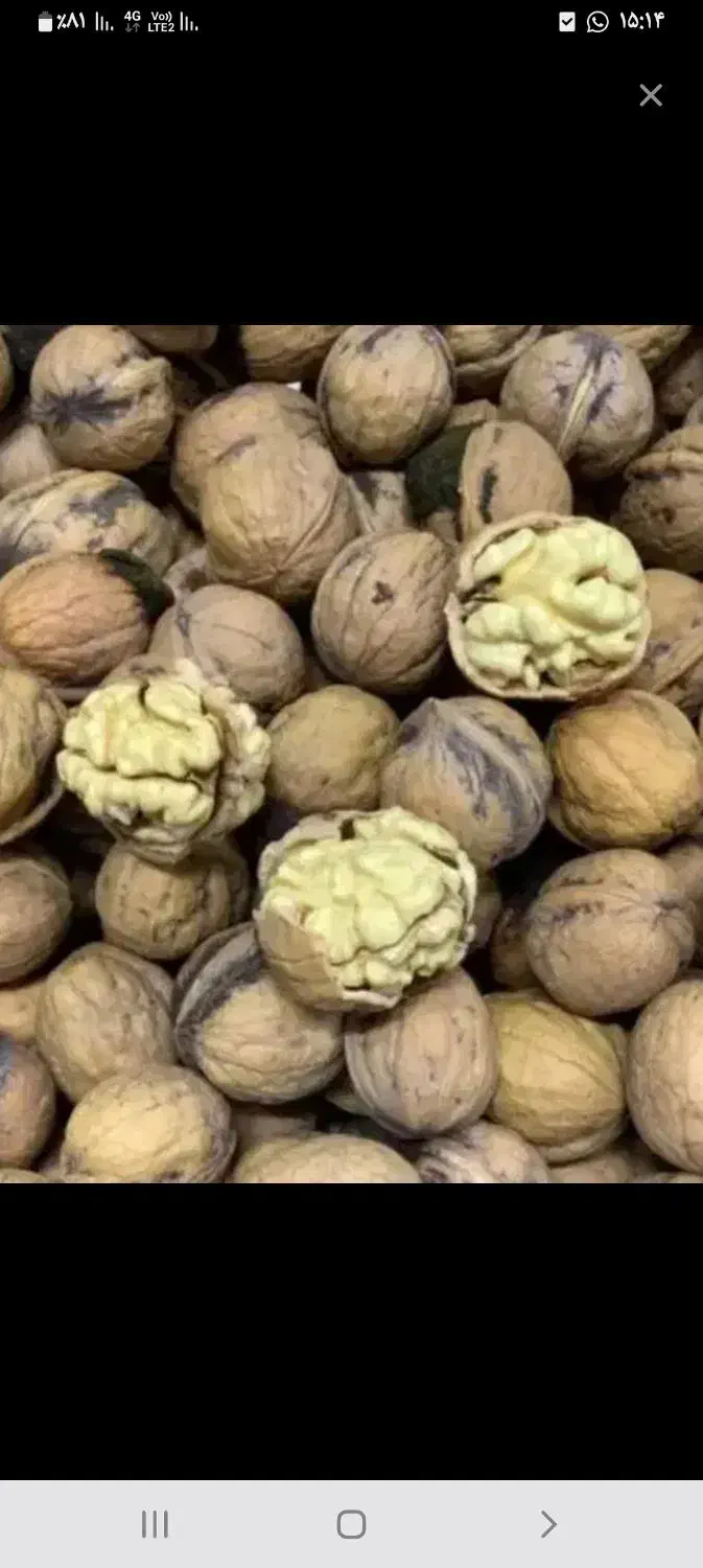 گردو خشک|خوردنی و آشامیدنی|شیراز, دوکوهک|دیوار