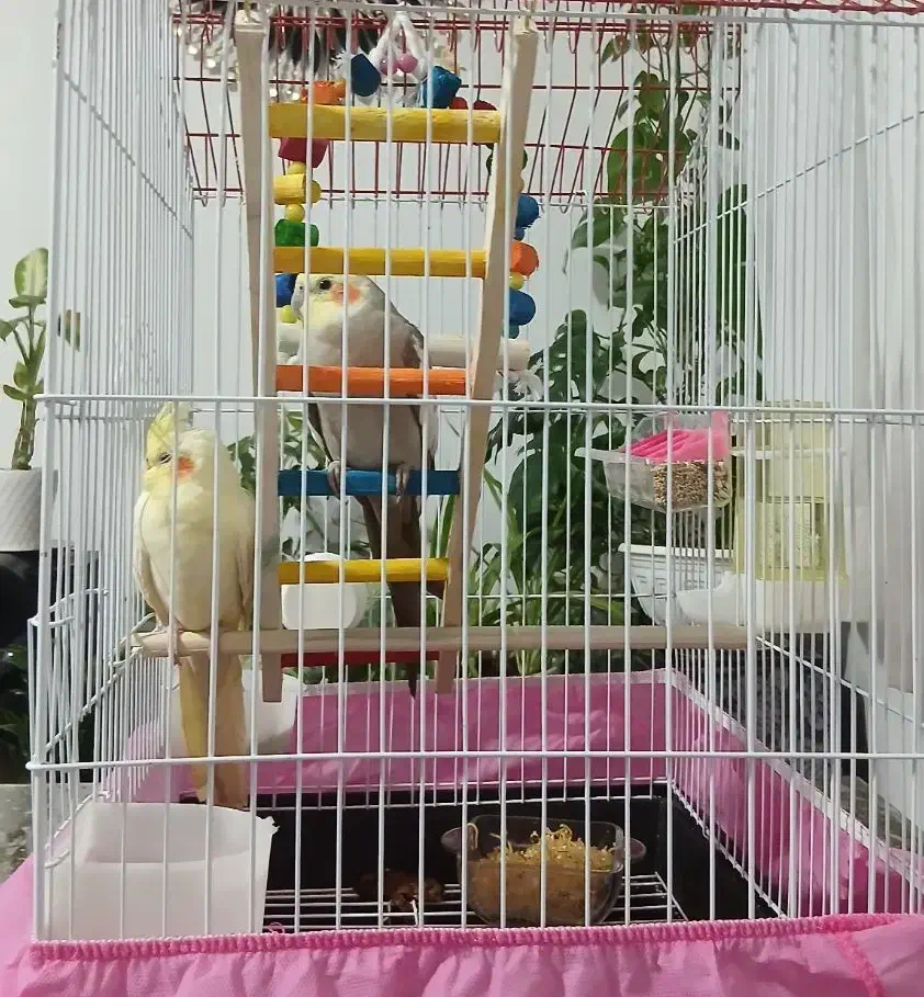 عروس هلندی ناز|پرنده|قدس, شهر‌قدس|دیوار