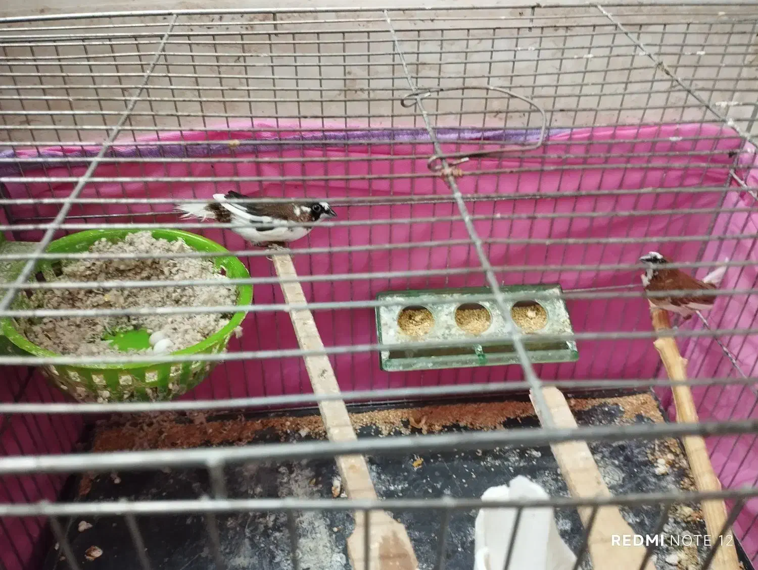 فنچ|پرنده|خمین, |دیوار