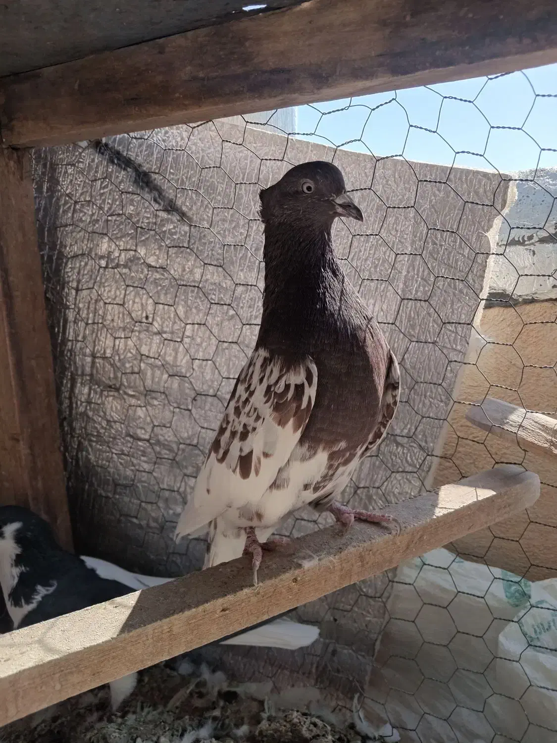 کبوتر|پرنده|آباده, |دیوار