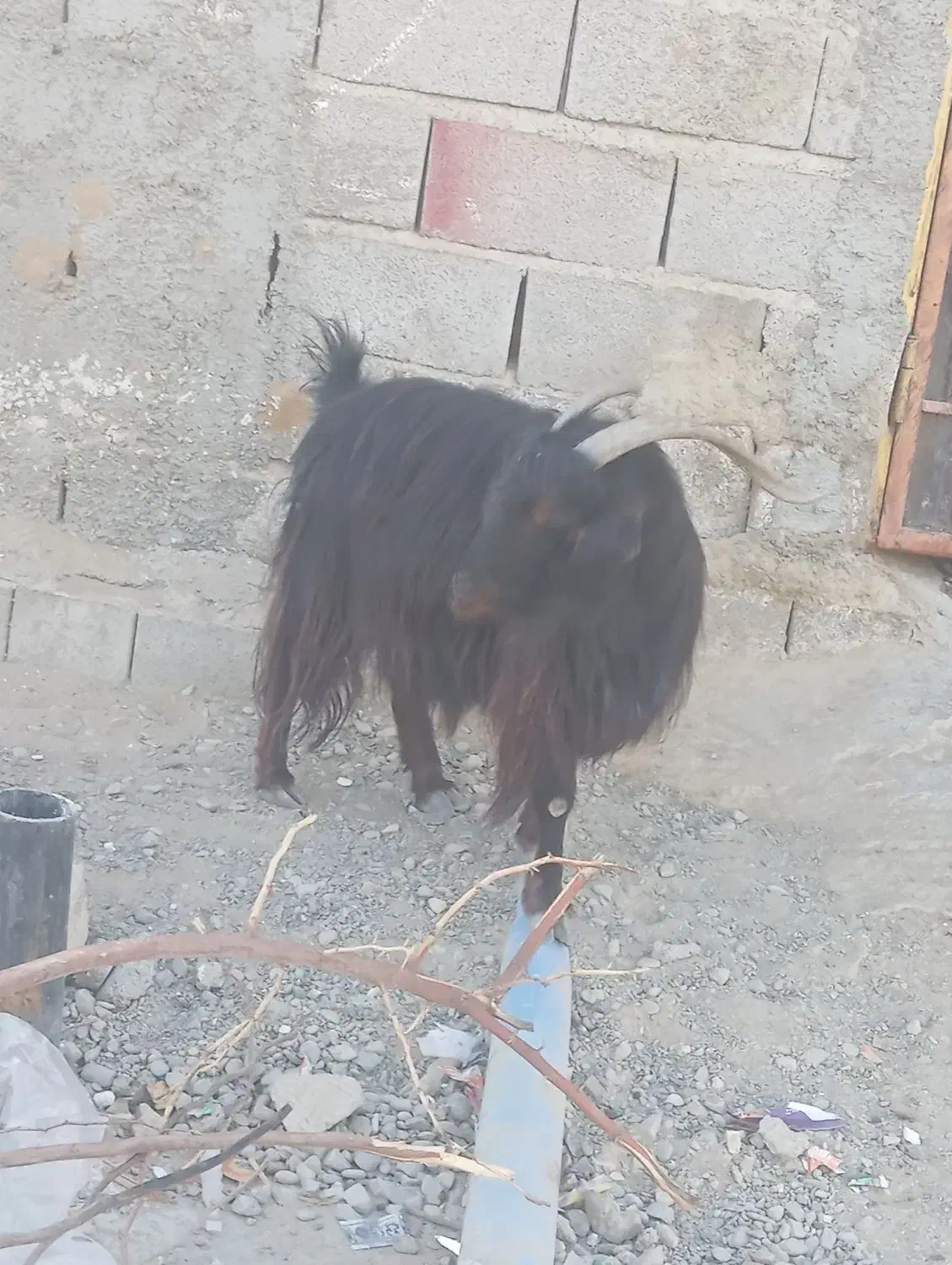 سیستان بلوچستان چابهار کمب|حیوانات مزرعه|چابهار, |دیوار