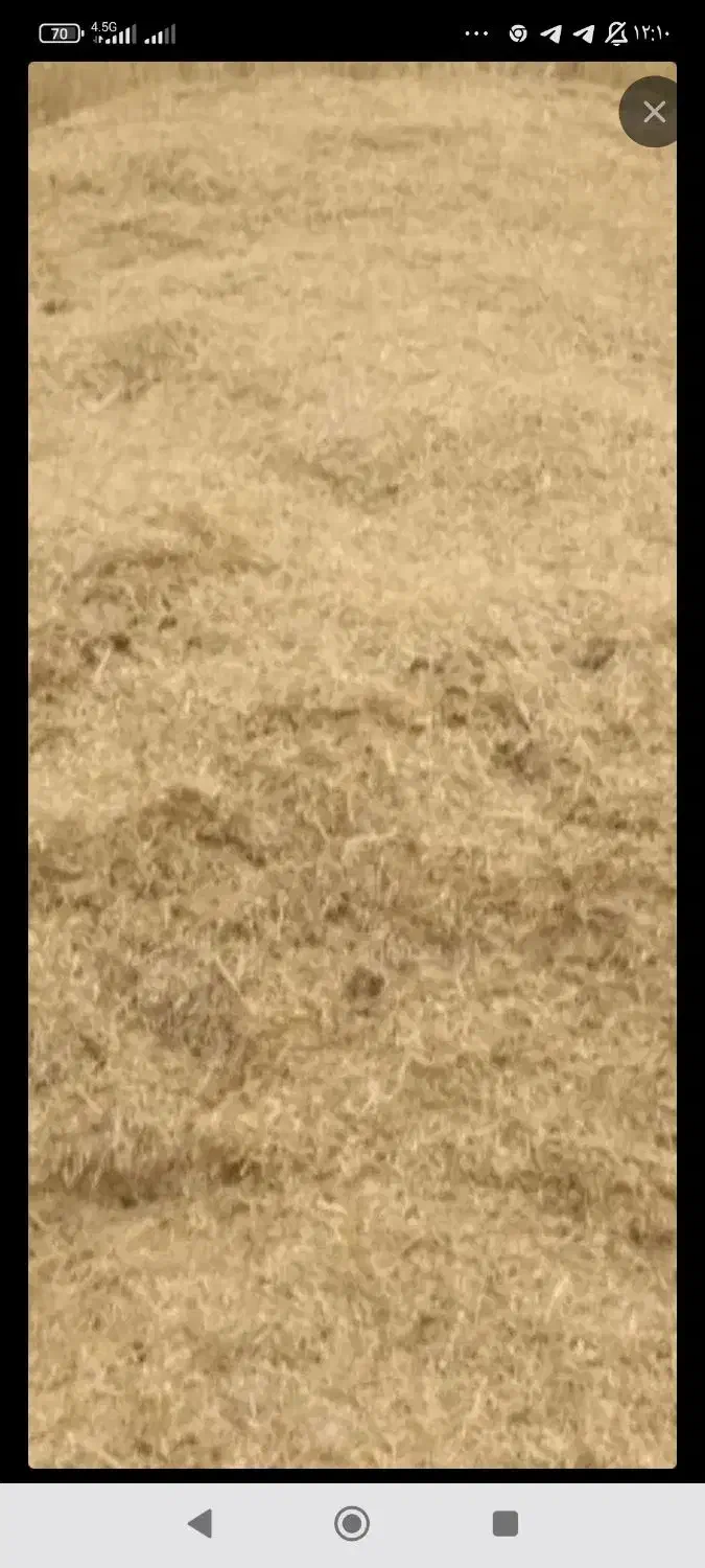 کاه فروشی|لوازم جانبی حیوانات|کبودرآهنگ, |دیوار