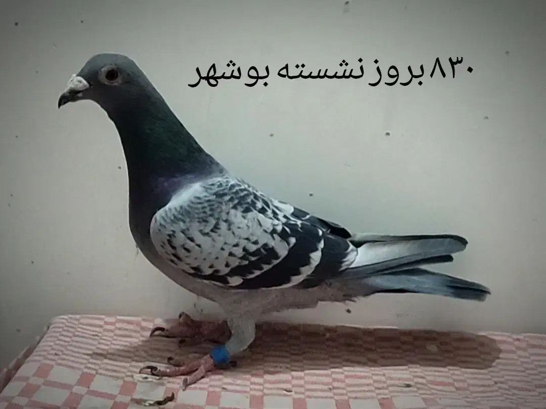 کبوتر مسافتی نشسته و شناسنامه دار|پرنده|سمنان, |دیوار