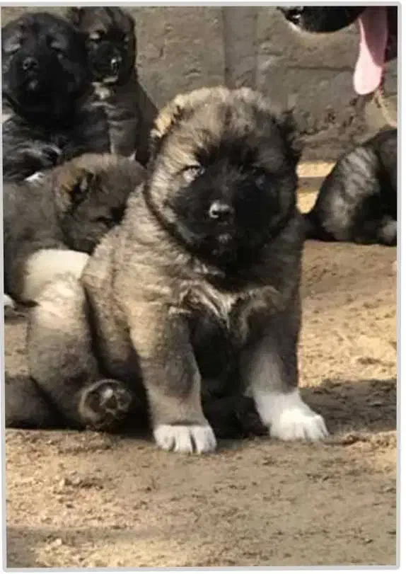 سگ قفقازی سگ ماستیف قفقازی غول پیکر|سگ|کرج, باغ سیب|دیوار