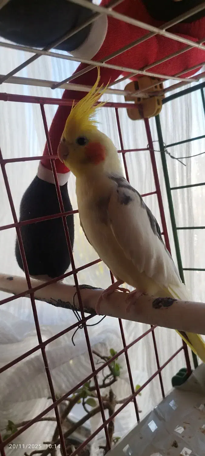 دوعدد عروس هلندی نر ماده ویک جفت مرغ عشق|پرنده|ابهر, |دیوار