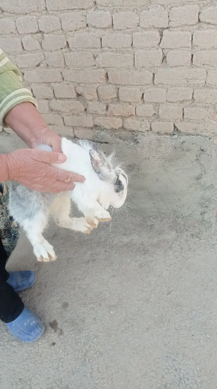 خرگوش|موش و خرگوش|خسروشاه, |دیوار