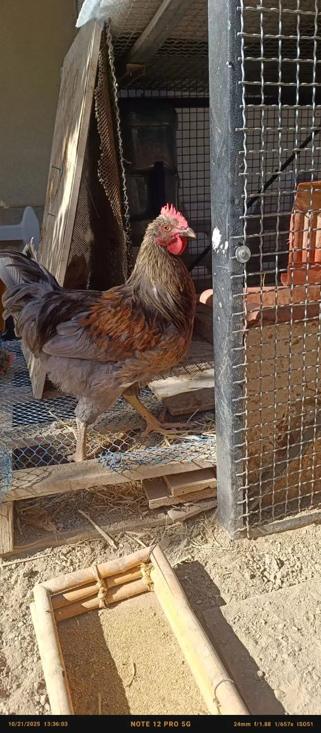 آیسبار نژاد خالص|حیوانات مزرعه|تهران, باغ فیض|دیوار