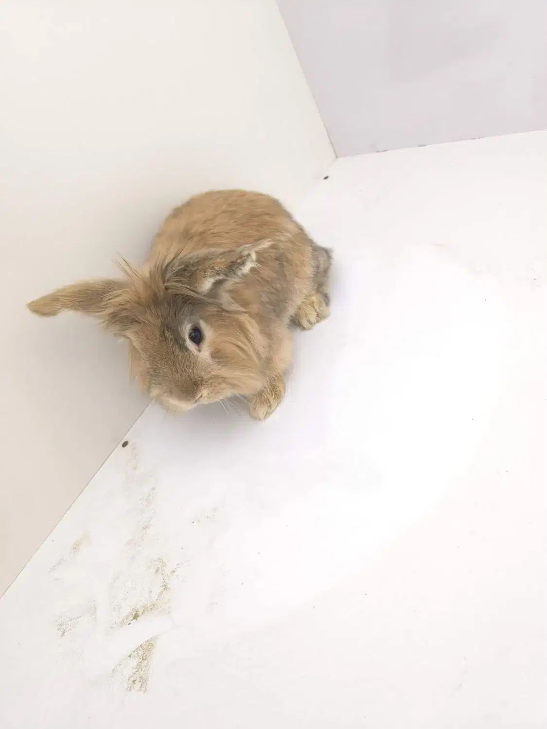 خرگوش خانگی|موش و خرگوش|شراء, |دیوار