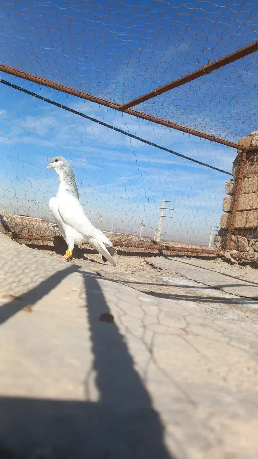 کبوتر پرشی هم جفتی|پرنده|دشتابی, |دیوار