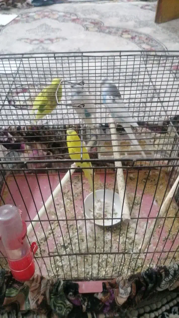 دو جفت مرغ عشق به شرط|پرنده|خمینیشهر, |دیوار