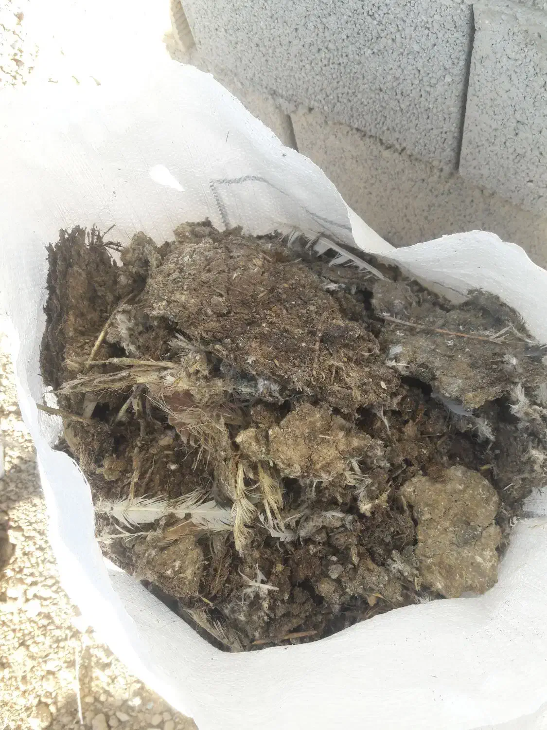 کود کبوتر|لوازم جانبی حیوانات|خمینیشهر, |دیوار