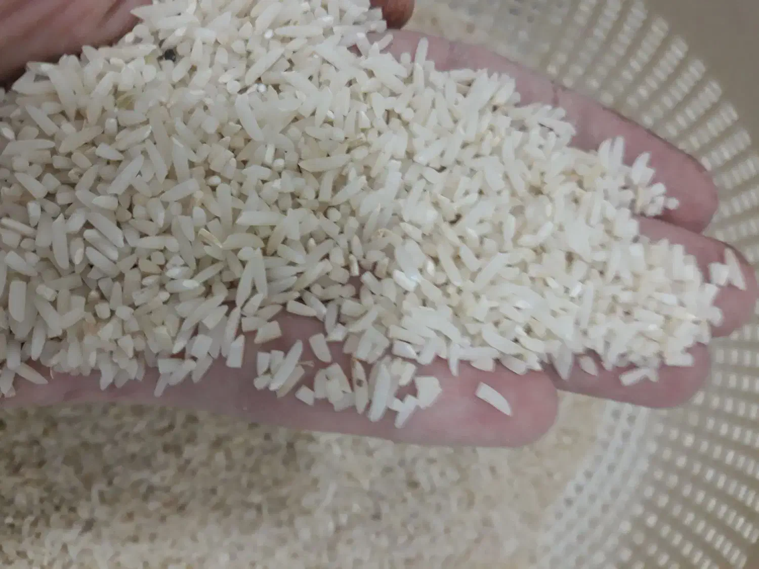 برنج میانباری دم سیاه|عمدهفروشی|گرگان, |دیوار