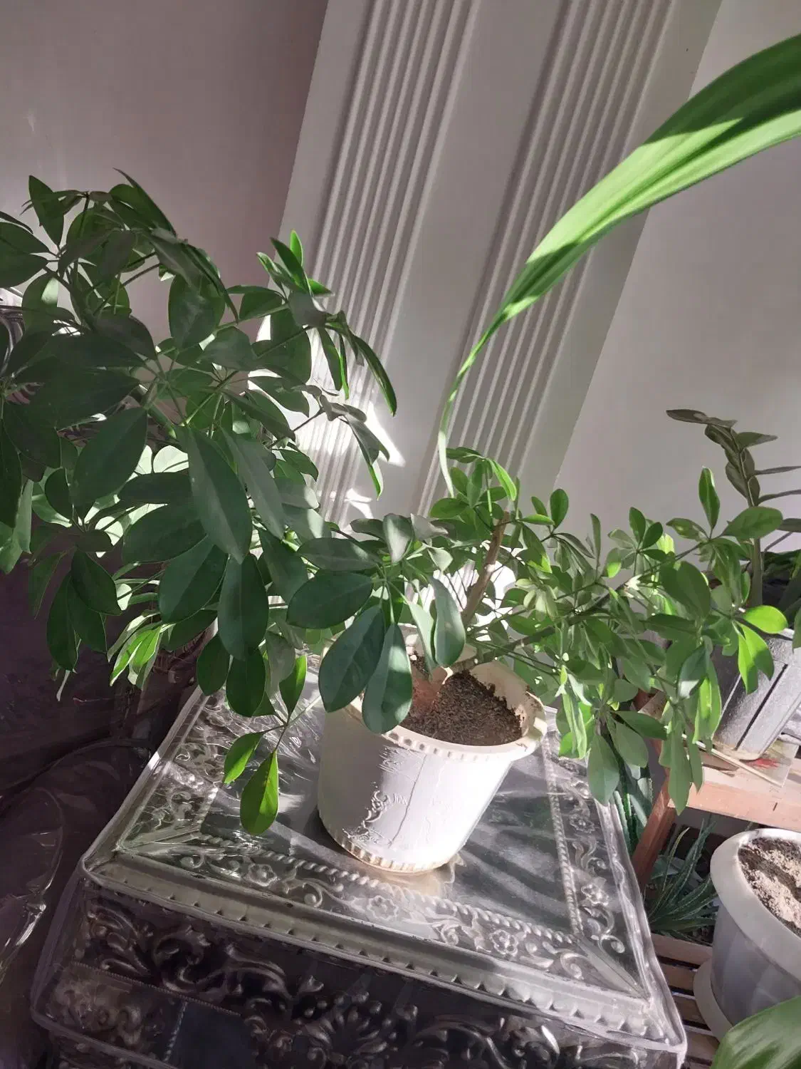 فروش گل و گیاه|گل و گیاه طبیعی|فلاورجان, |دیوار