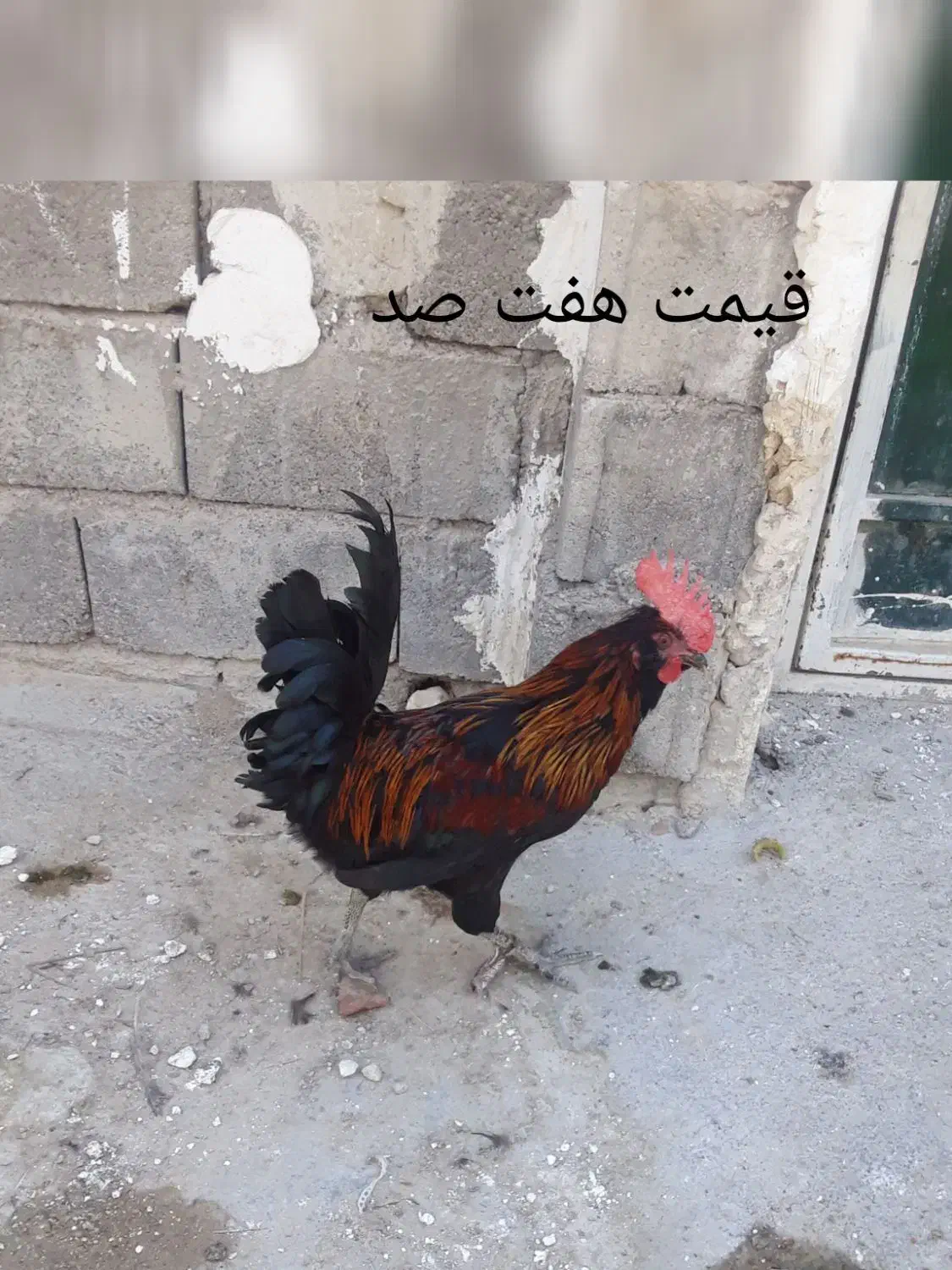 سه تا خروس|پرنده|بندر کنگان, |دیوار