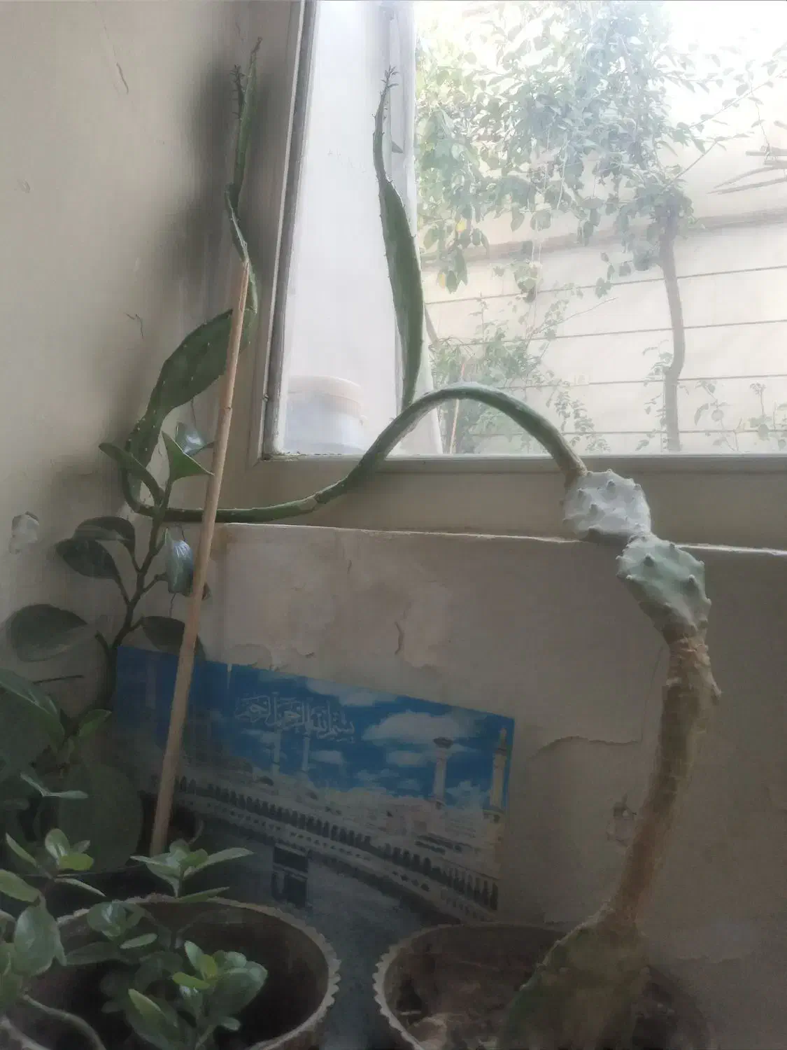 گل‌‌طبیعی|گل و گیاه طبیعی|بروجرد, |دیوار