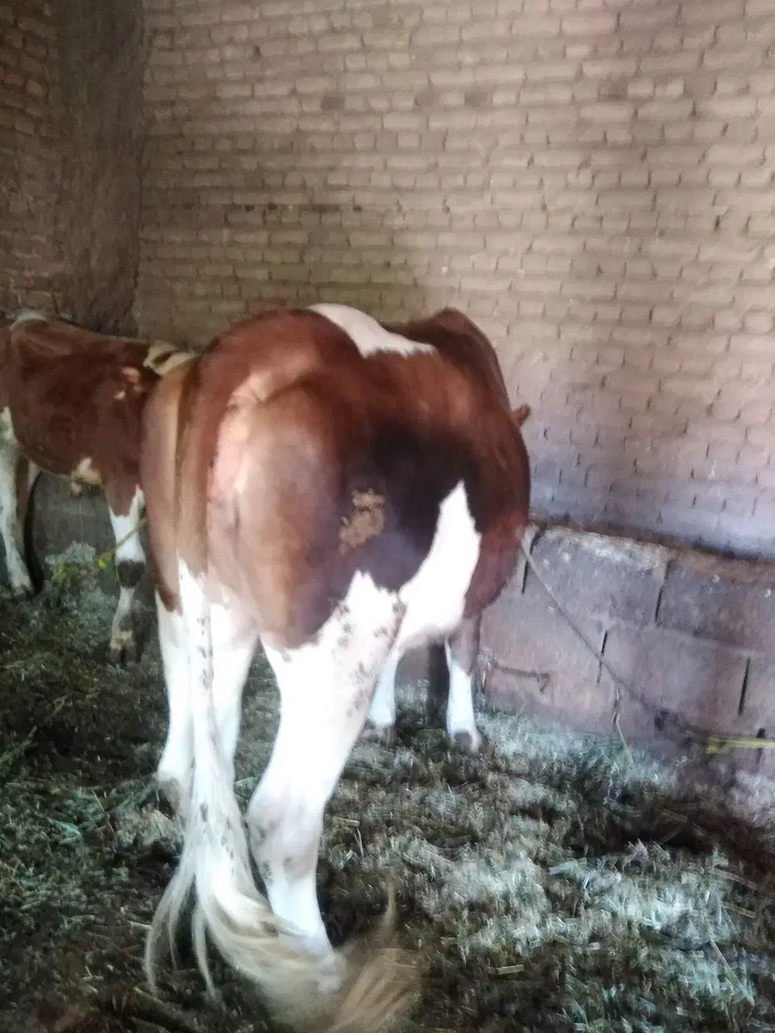 گاو|حیوانات مزرعه|ارومیه, |دیوار