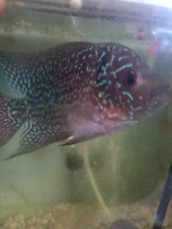 فلاور کانفا|ماهی|اهواز, بهارستان|دیوار